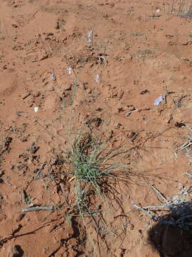 Image of Heliophila lactea Schltr.