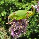 Plancia ëd Isophya speciosa (Frivaldszky 1868)