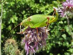 Imagem de Isophya speciosa (Frivaldszky 1868)