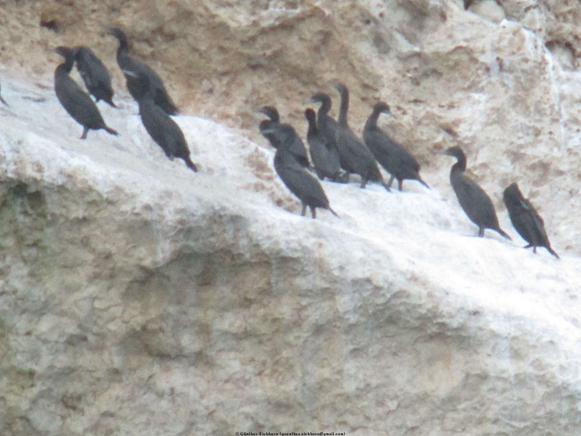 Image of Socotra Cormorant