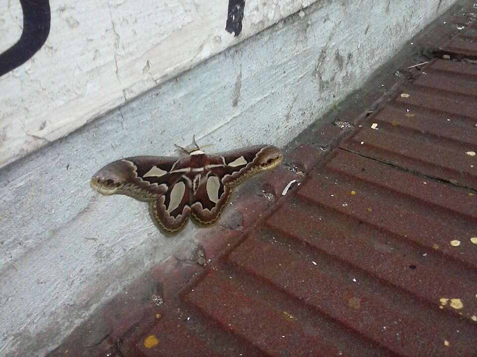 Image of Rothchild's Atlas Moth