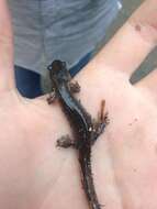 صورة Ambystoma laterale Hallowell 1856