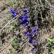 Слика од Penstemon mensarum Pennell