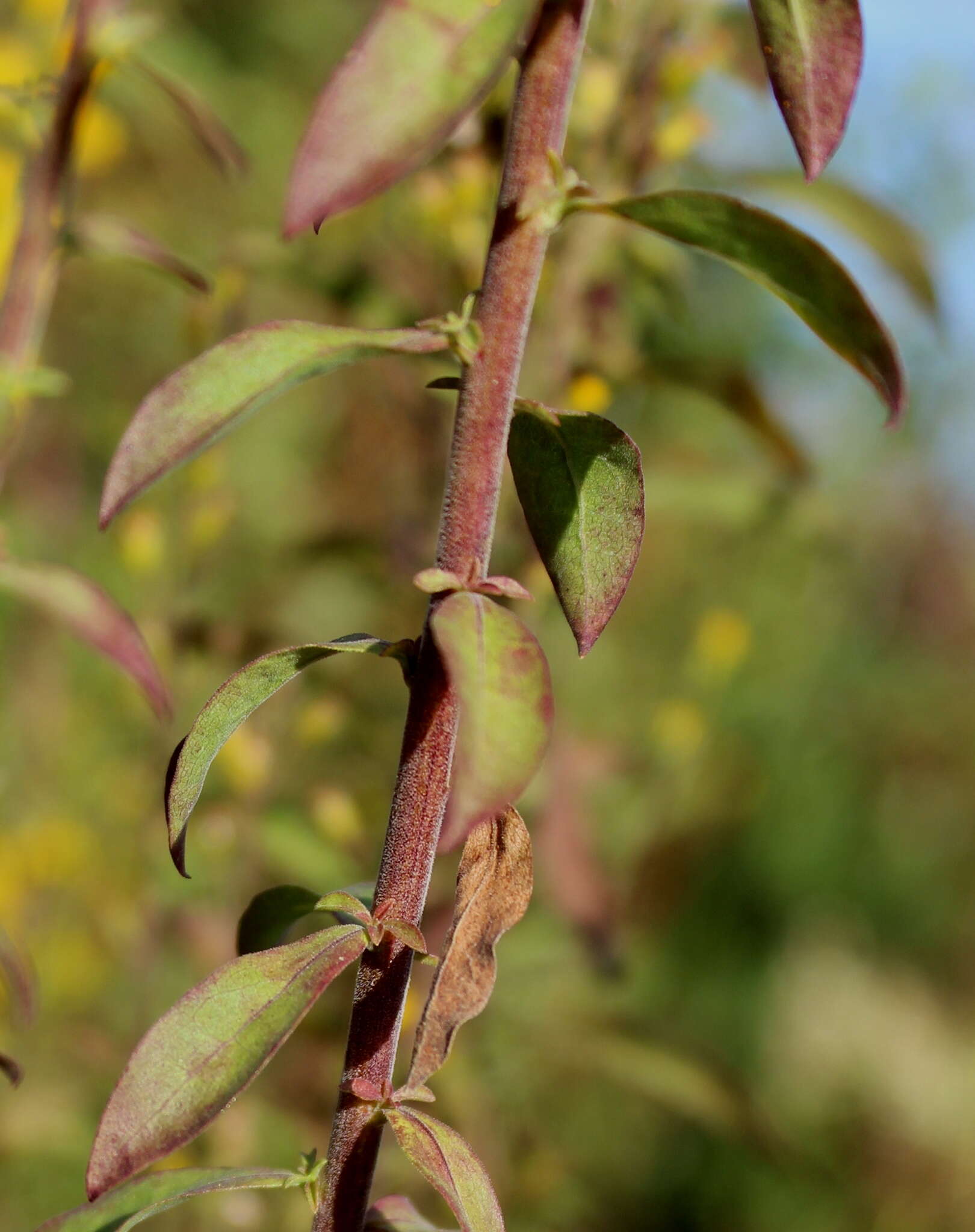 Image of downy goldenrod