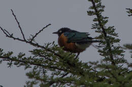 Image of Superb Starling