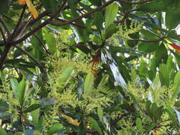 Image of Campnosperma auriculatum (Bl.) Hook. fil.