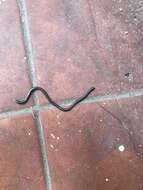 Image of Argentine Blind Snake