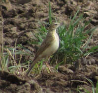 Image of Anthus leucophrys goodsoni Meinertzhagen & R 1920