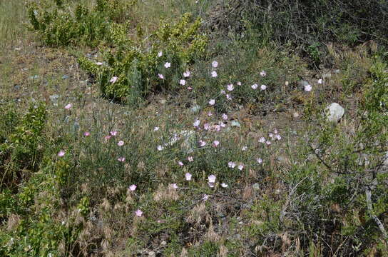 Image of Convolvulus pseudocantabrica Schrenk