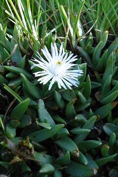 Image of Khadia carolinensis (L. Bol.) L. Bol.