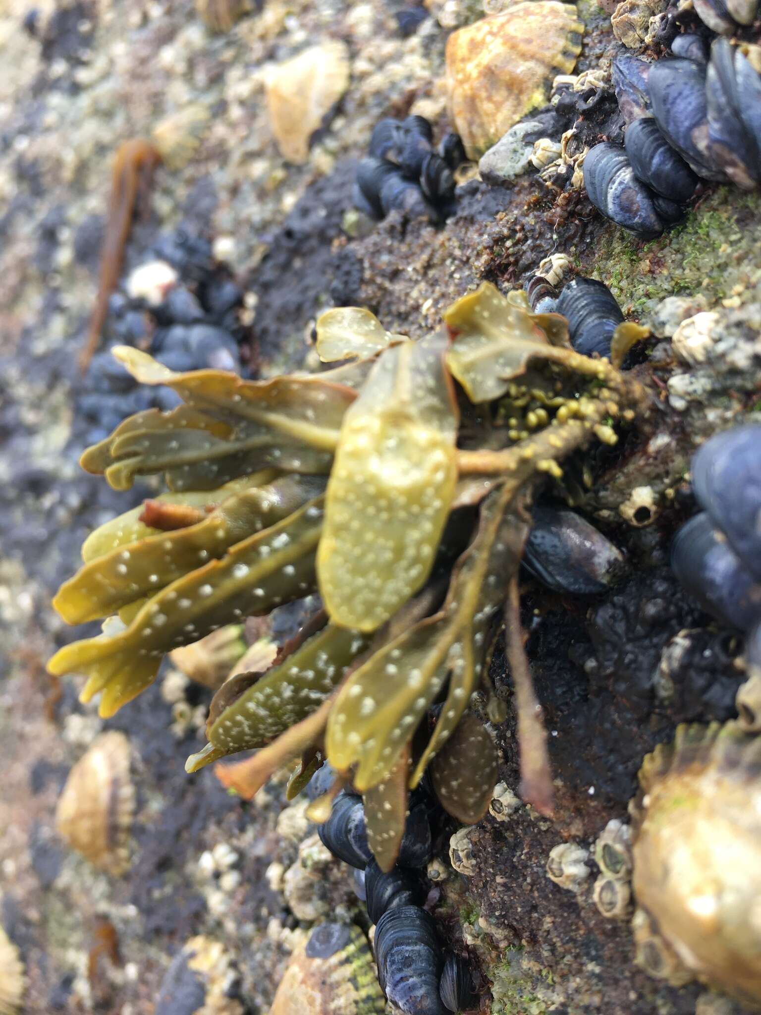 Image of Fucus guiryi