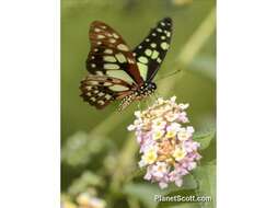 Graphium cyrnus (Boisduval 1836) resmi