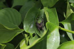 Image of Tropical Orb Weaver