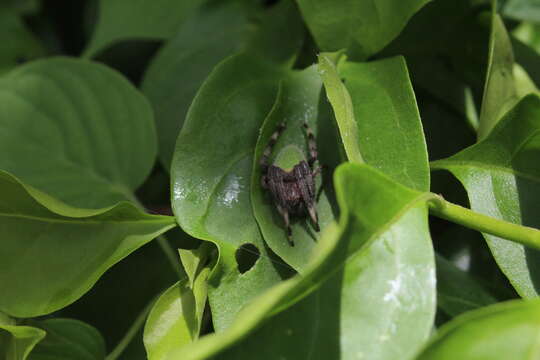 Image of Tropical Orb Weaver