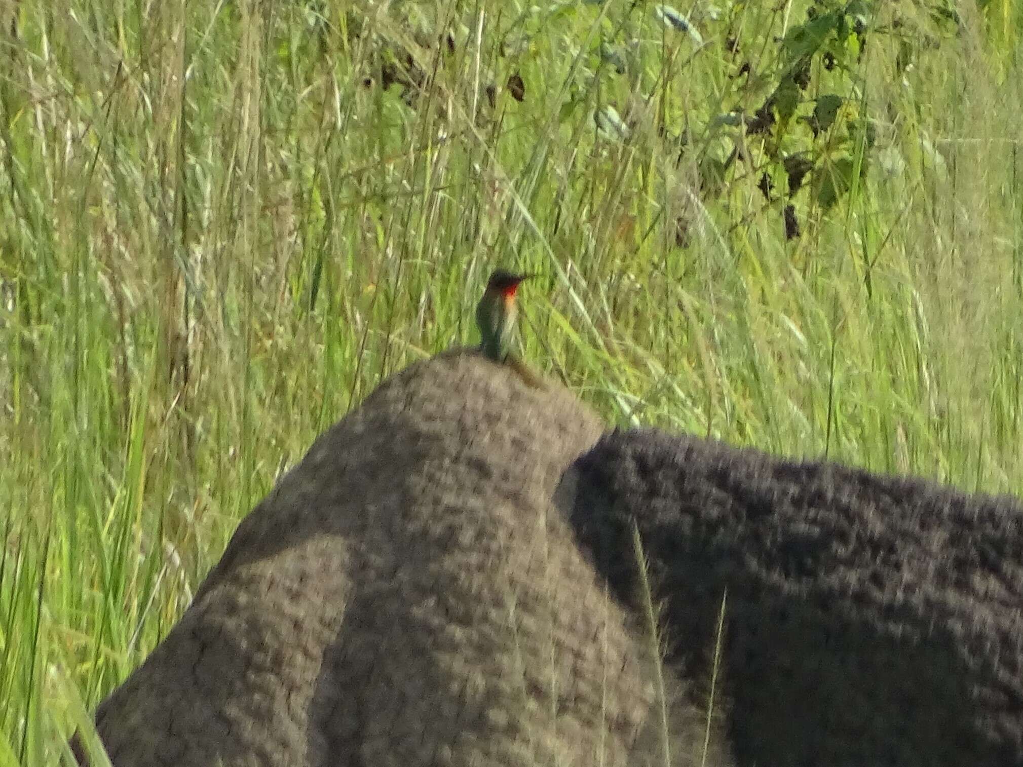 Image of Red-throated Bee-eater