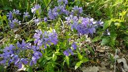 Image of Lapham's phlox