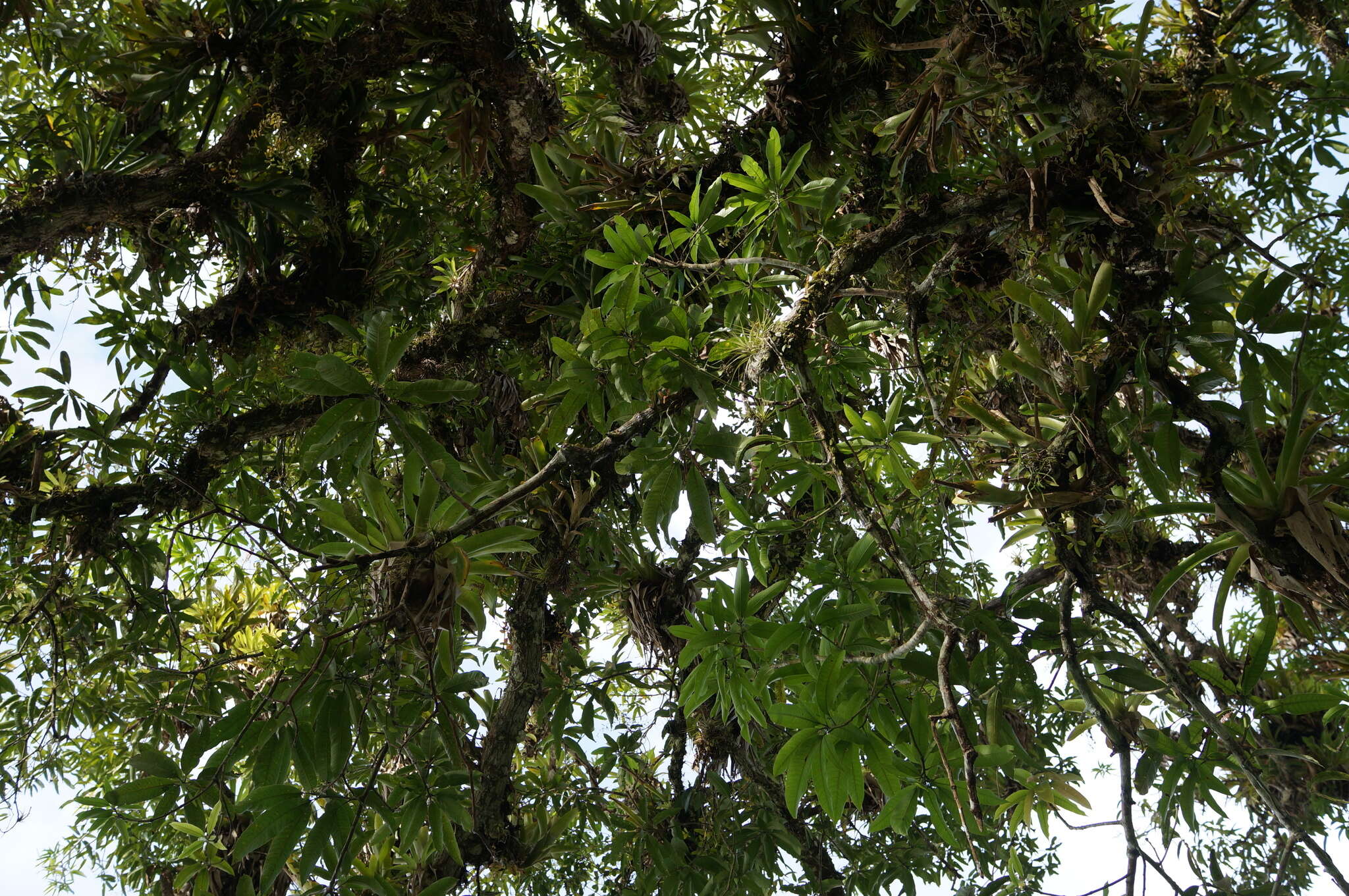 Image of Werauhia gigantea (Mart. ex Schult. & Schult. fil.) J. R. Grant