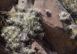 Image of Tillandsia nana Baker