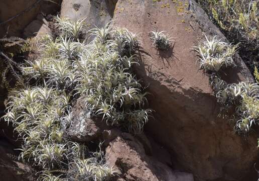 Image of Tillandsia nana Baker