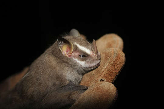 Image of Salvin's Big-eyed Bat