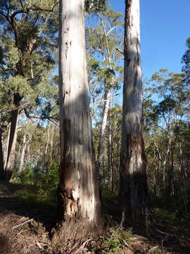 Image of Tasmanian bluegum