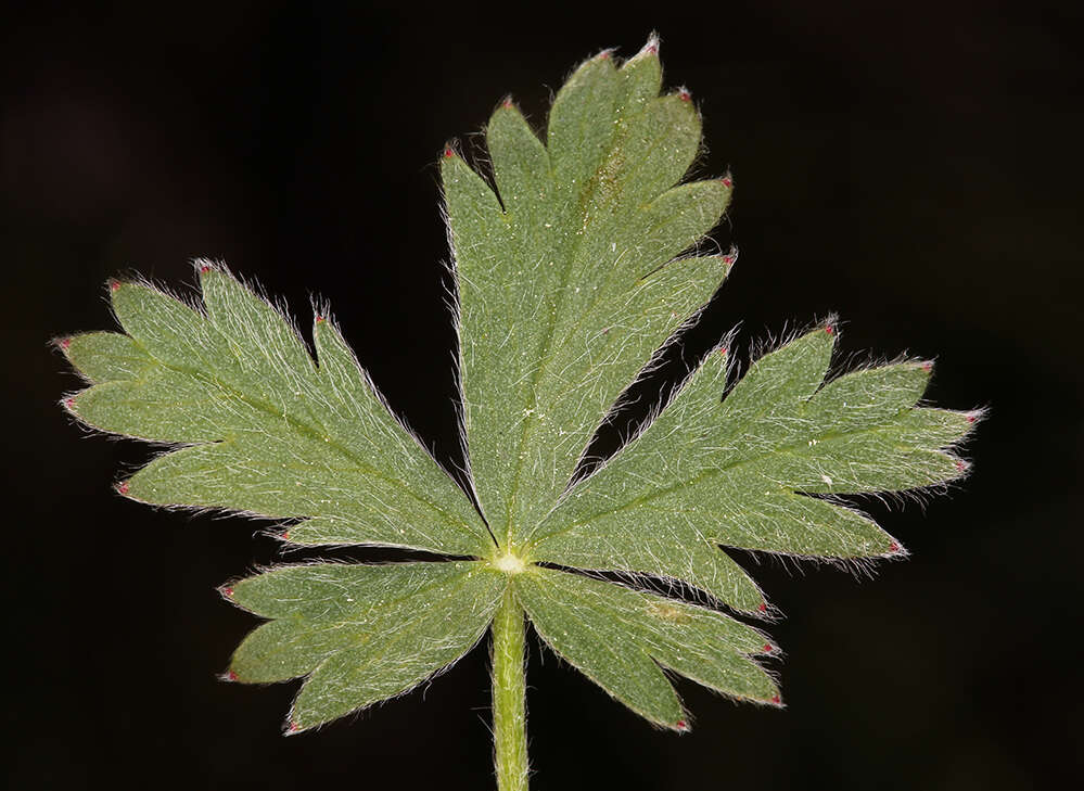 Imagem de Potentilla diversifolia var. ranunculus (Lange) Boivin