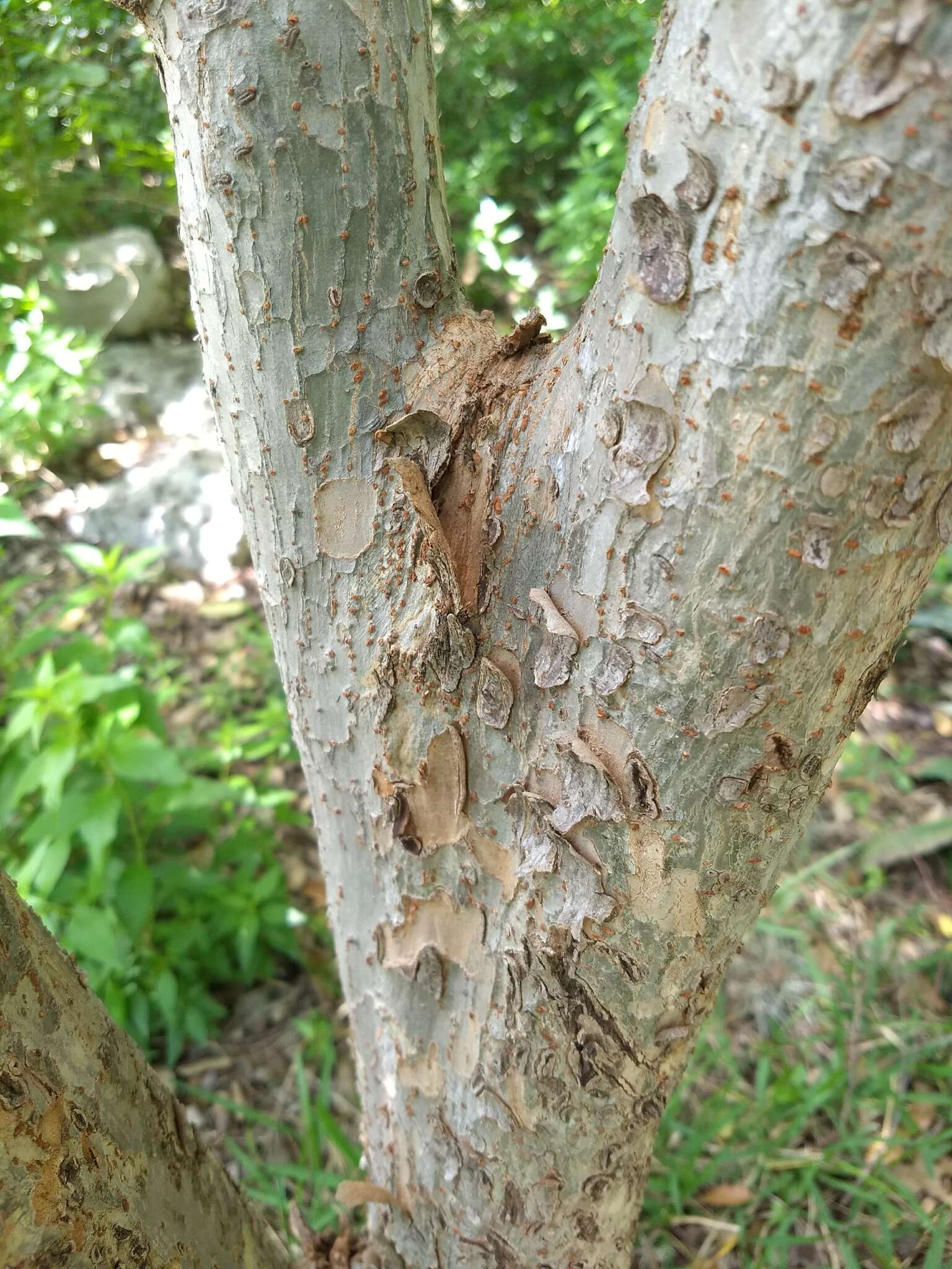 Imagem de Ulmus parvifolia Jacq.