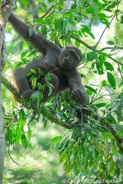 Image of Western Lowland Gorilla