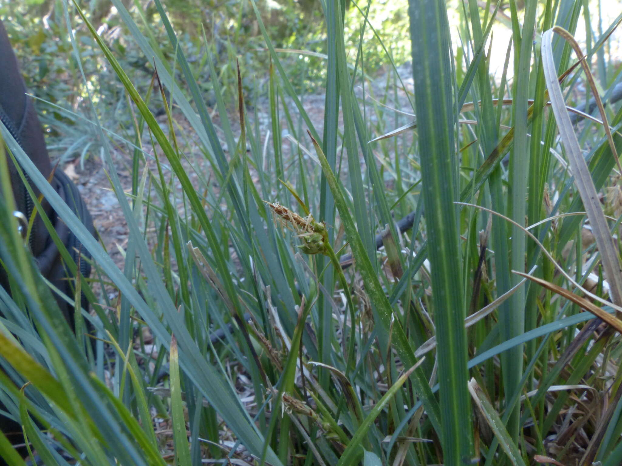 Image of Brainerd's sedge