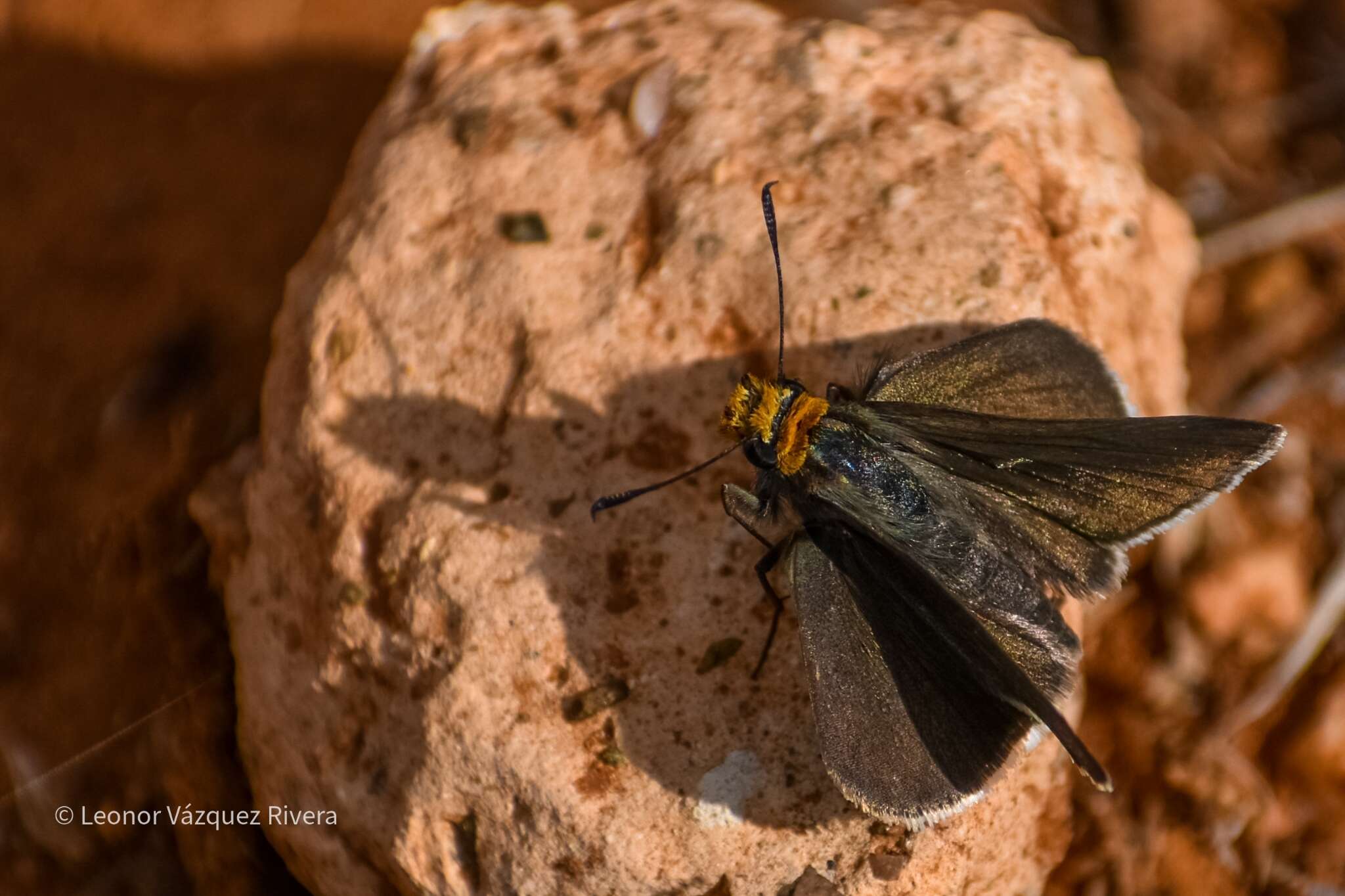 Sivun Amblyscirtes fimbriata (Plötz 1882) kuva