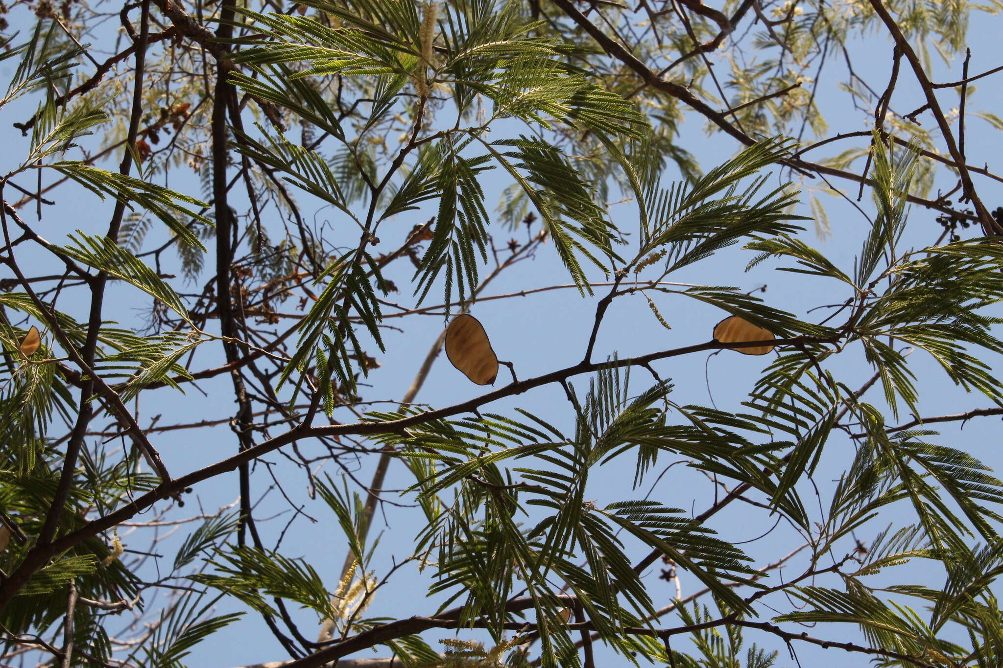 Image of Lysiloma acapulcense (Kunth) Benth.