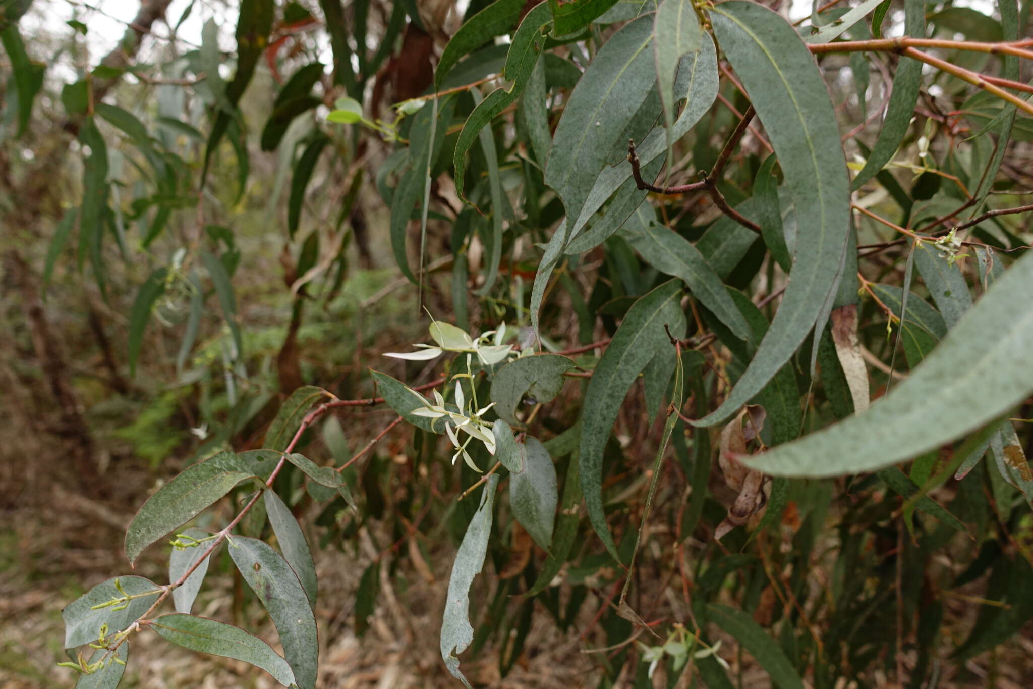 Image of Eucalyptus cephalocarpa Blakely