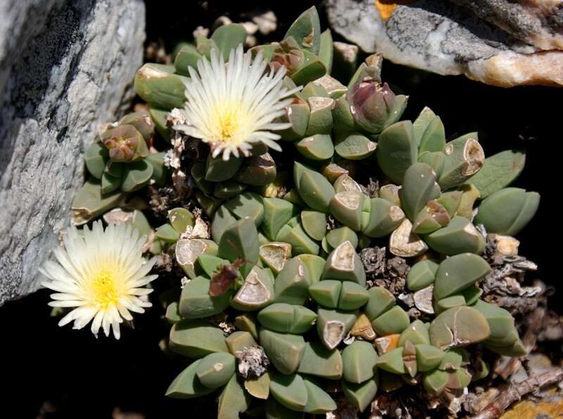 Image of Corpuscularia lehmannii (Eckl. & Zeyh.) Schwant.