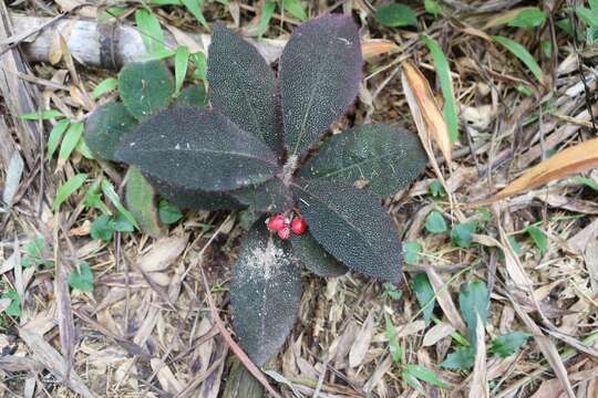 Image of Ardisia mamillata Hance