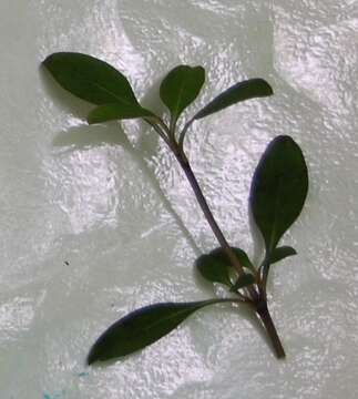 Image of Coprosma foetidissima J. R. Forst. & G. Forst.