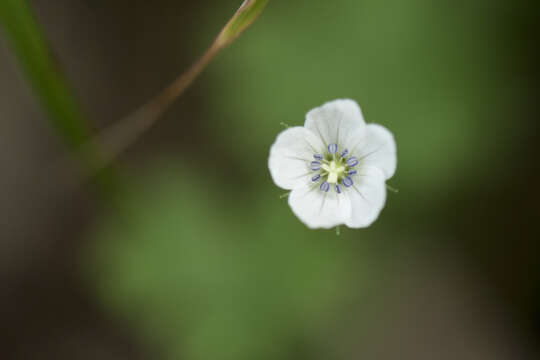 Image of Geranium suzukii Masam.