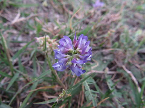 صورة Astragalus brazoensis Buckl.