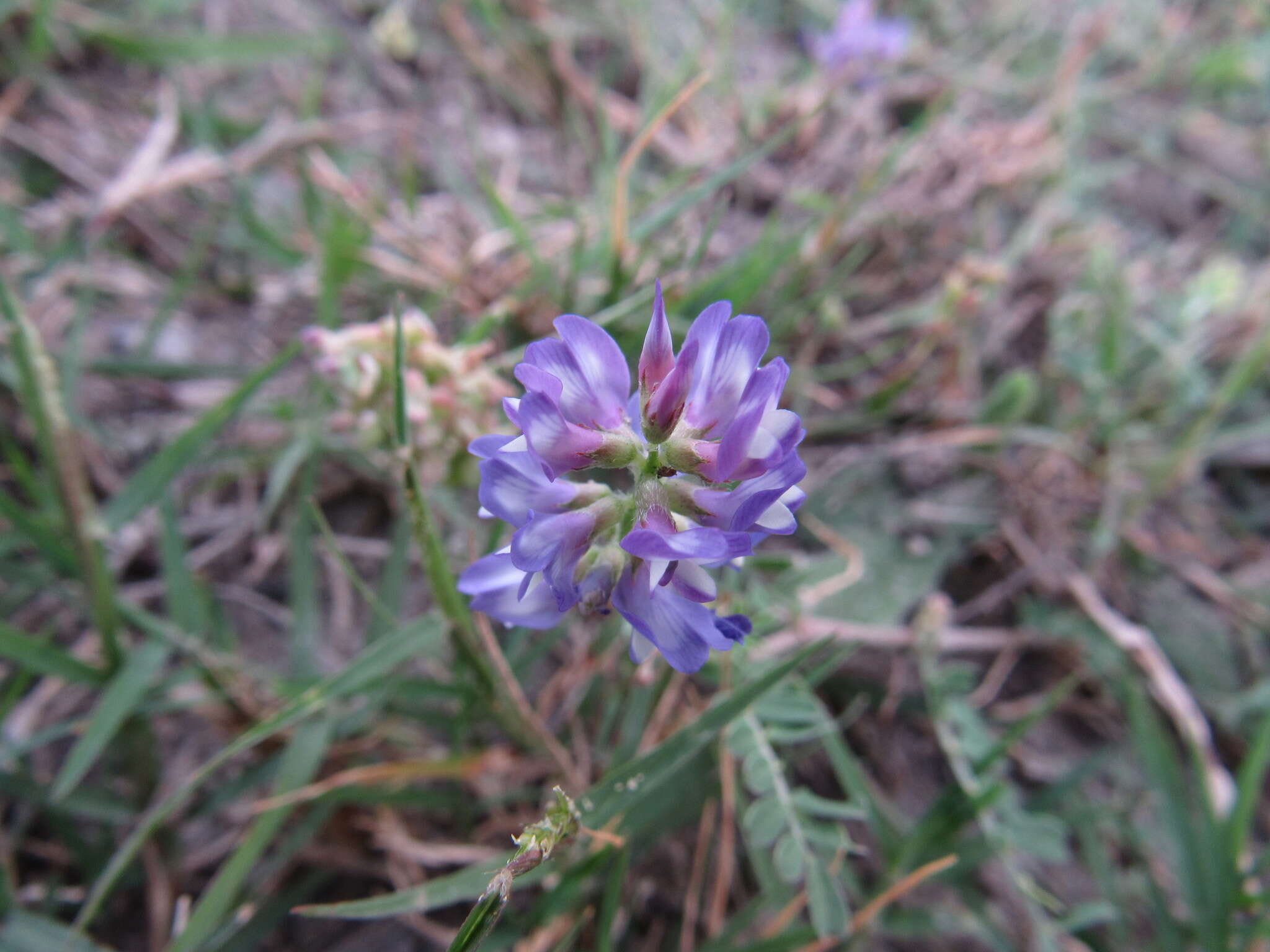 Sivun Astragalus brazoensis Buckl. kuva