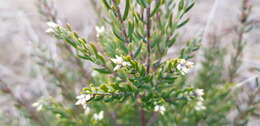 Image of Acrothamnus hookeri (Sond.) Quinn