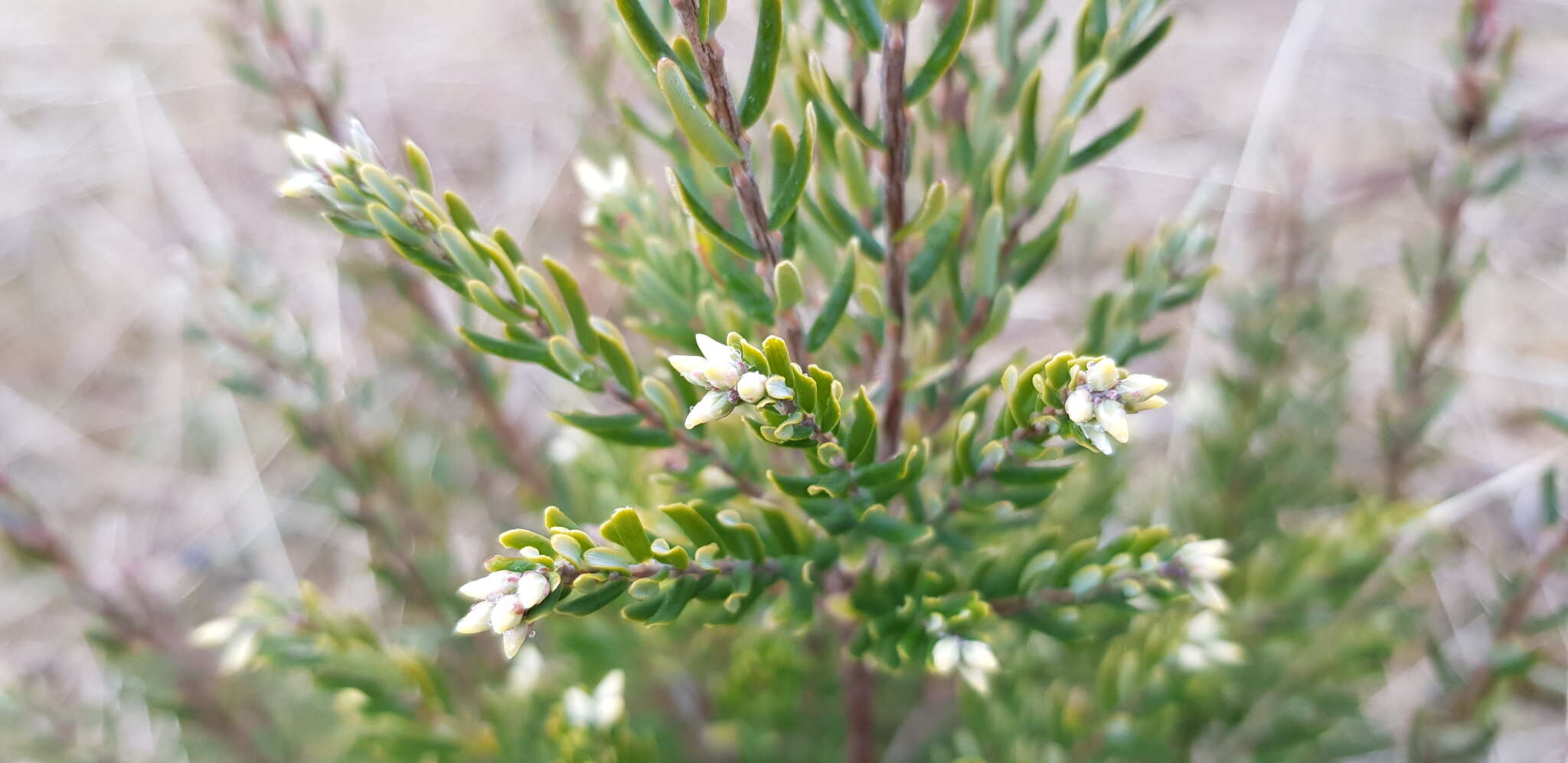 Image of Acrothamnus hookeri (Sond.) Quinn