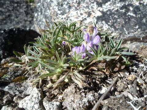 Sivun Lupinus conicus C. P. Sm. kuva