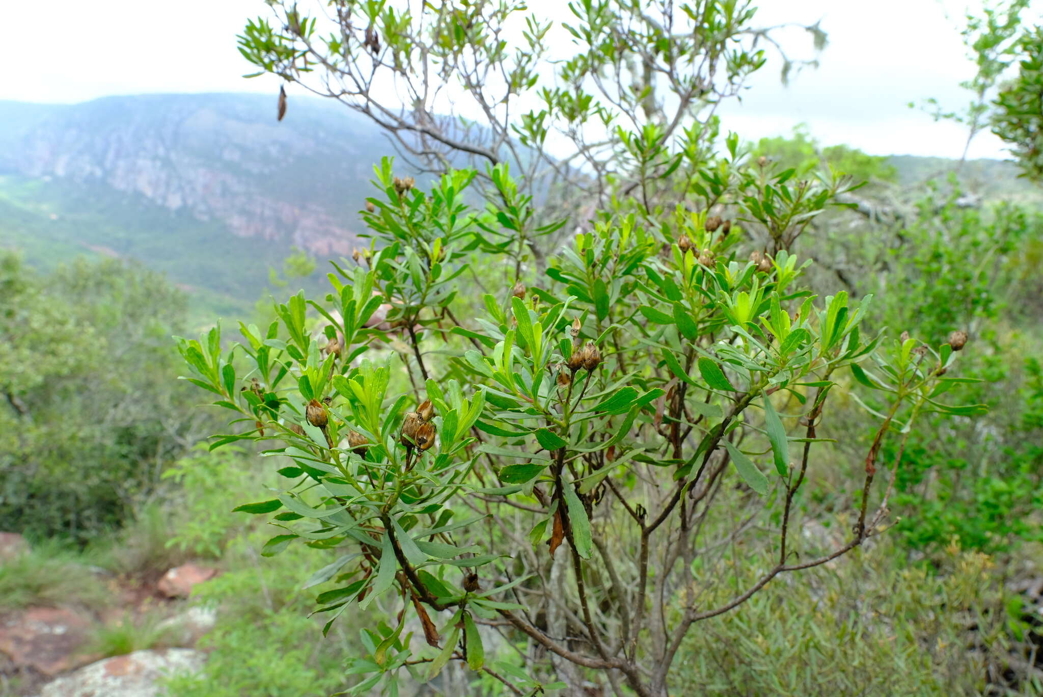 Callilepis caerulea (Hutch.) Leins的圖片