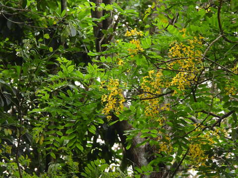 Image of Cassia queenslandica C. T. White