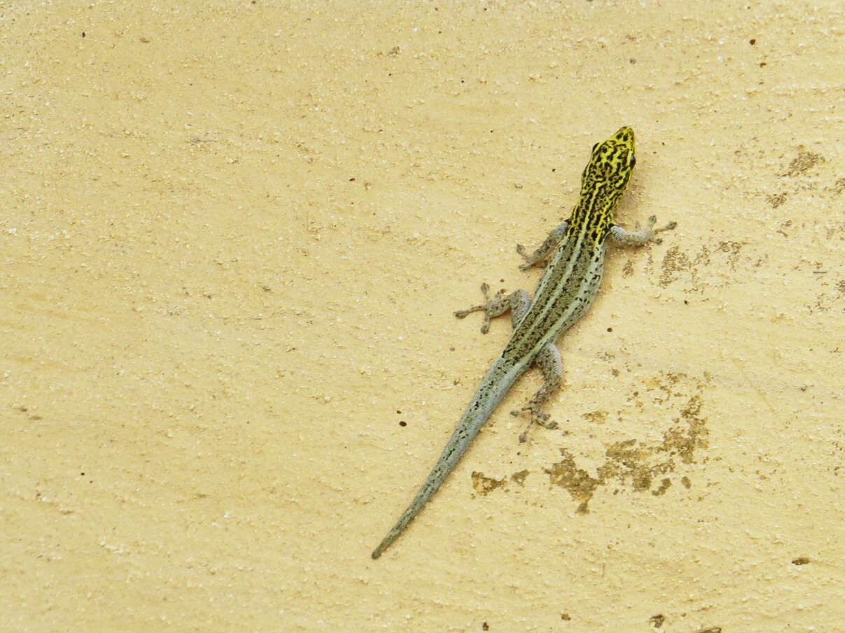 Image of painted dwarf gecko