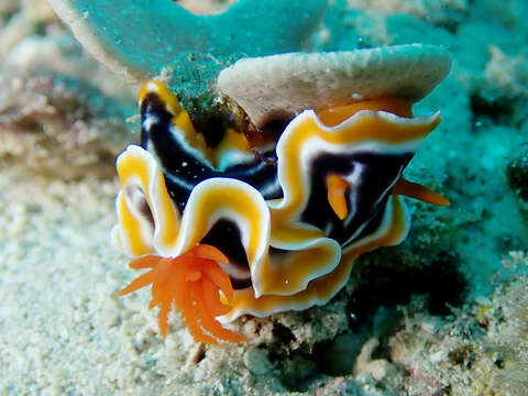 Image de Chromodoris magnifica (Quoy & Gaimard 1832)