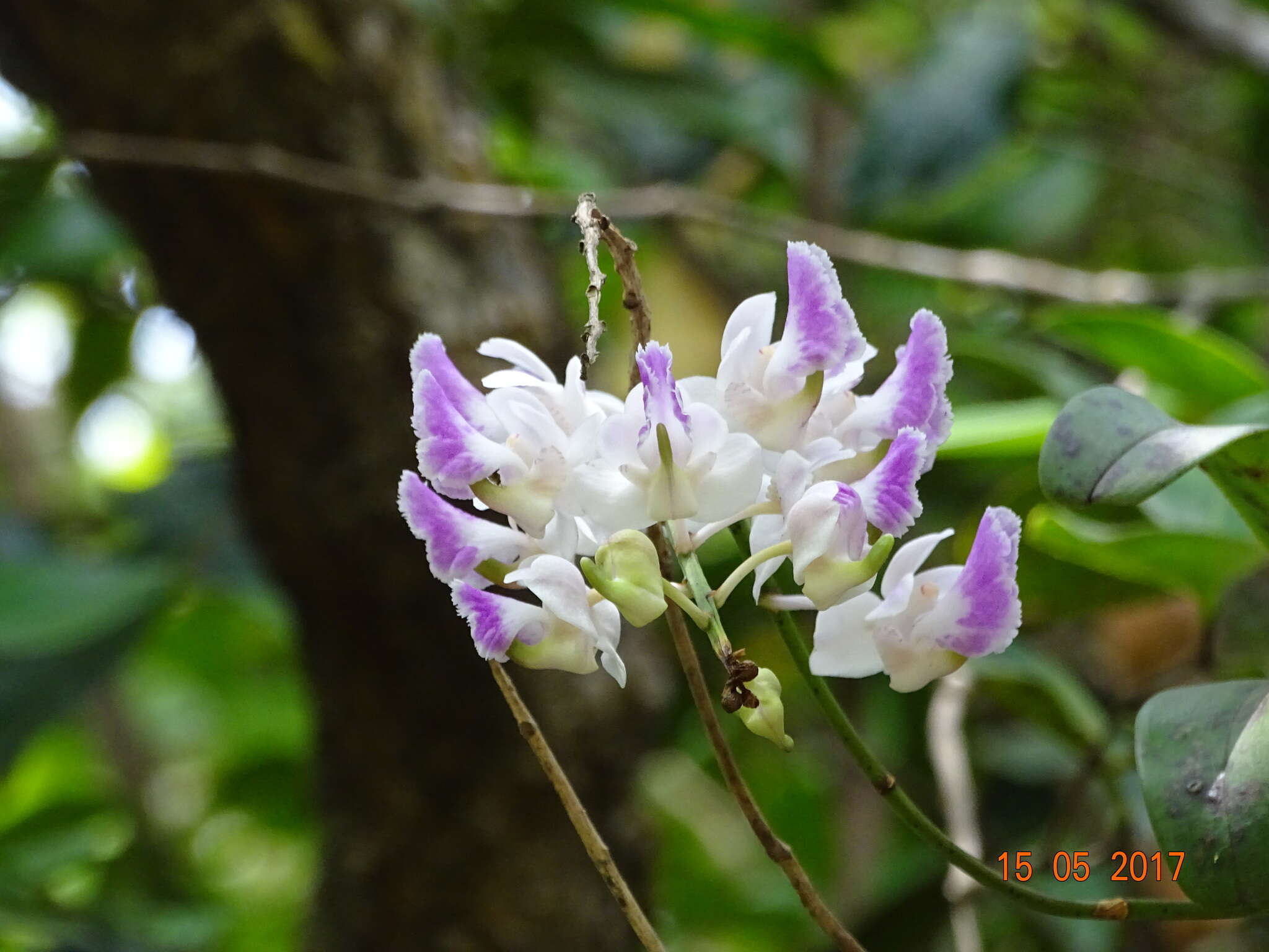 Image of Aerides crispa Lindl.