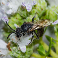 Image of Sphecodes dichrous Smith 1853