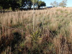 Image of Texas yucca
