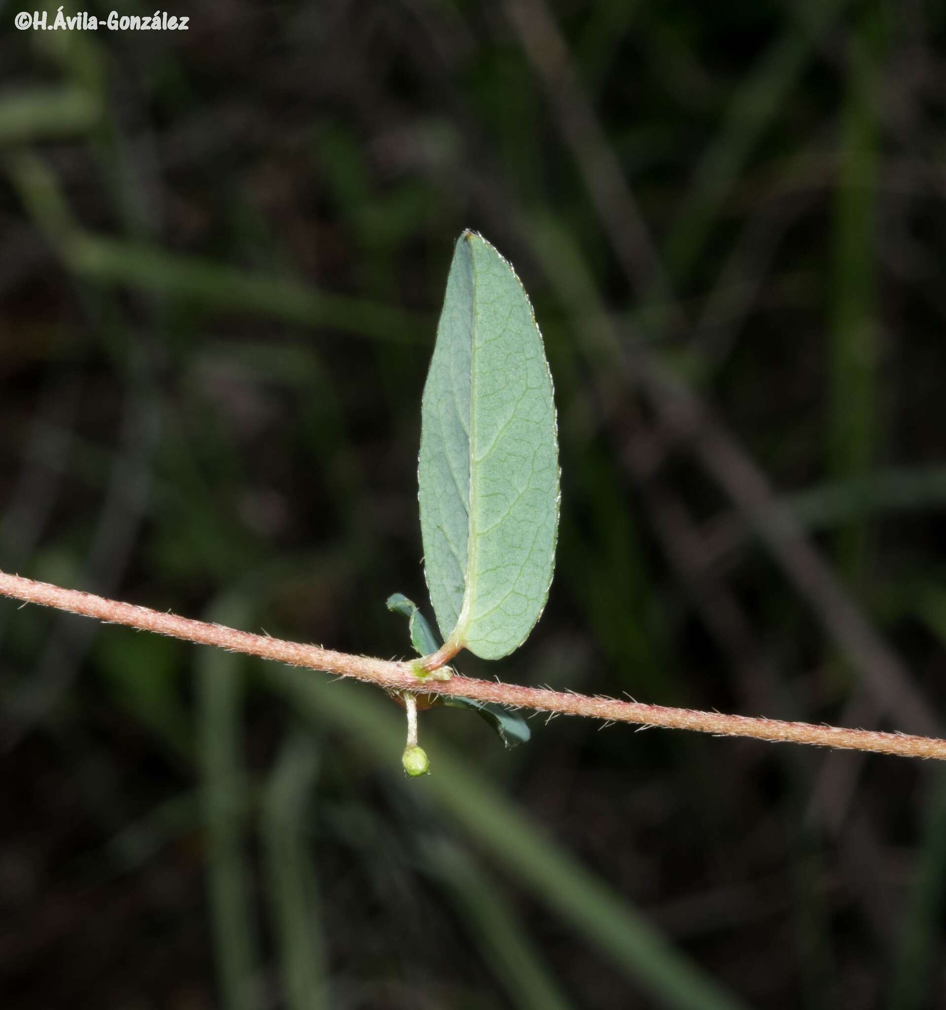 صورة Gaudichaudia hirtella (Rich.) S. L. Jessup