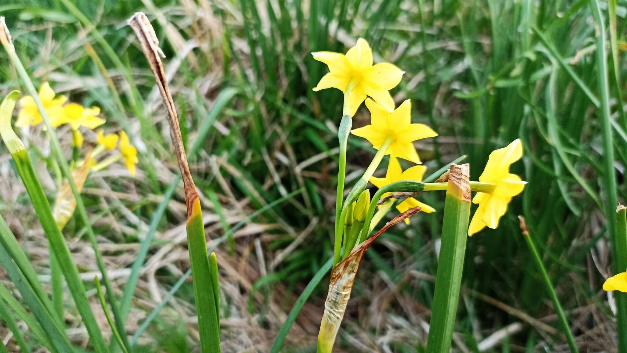 Image de Narcissus jonquilla L.